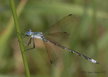 Lestes eurinus, male